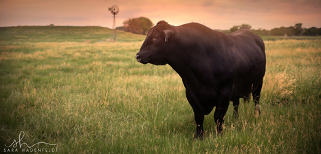 bull in pasture for ag ad